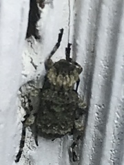 Leptostylus transversus