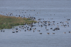 Branta canadensis