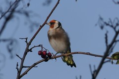 Carduelis carduelis