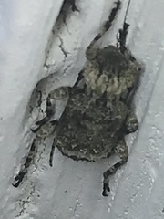 Leptostylus transversus