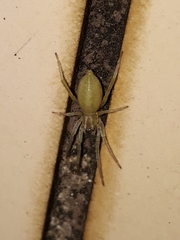 Xiruana
