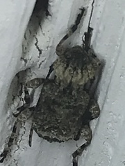 Leptostylus transversus