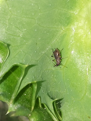 Uroleucon sonchi