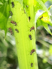 Uroleucon sonchi
