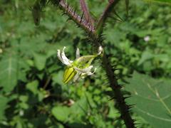 Solanum aculeatissimum