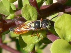Philanthus triangulum diadema