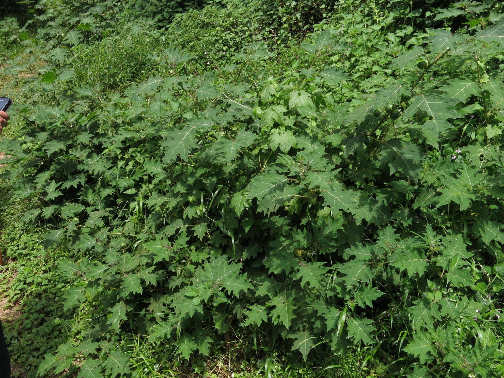 Sarzedo Ecologia: Juá (Solanum aculeatissimum)