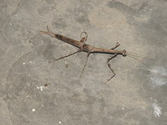 Toxoderidae