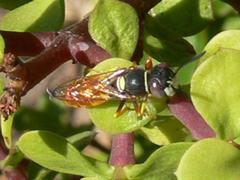 Philanthus triangulum diadema