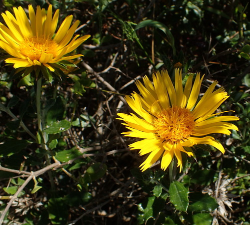 Image of Berkheya coriacea by (c) Nicola van Berkel, some rights reserved (CC BY-SA)