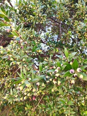 Myrtus communis