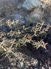 Pleurophora pungens