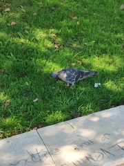 Columba livia domestica