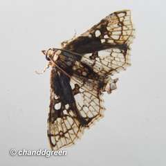 Omphisa anastomosalis