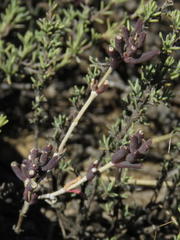 Trichodiadema setuliferum