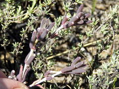 Trichodiadema setuliferum