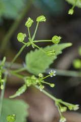 Spananthe paniculata