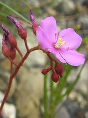 Drosera esterhuyseniae