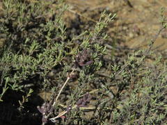 Trichodiadema setuliferum