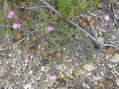 Drosera esterhuyseniae