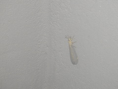 Myrmecaelurini