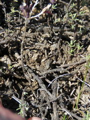 Trichodiadema setuliferum