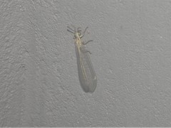 Myrmecaelurini