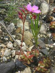 Drosera esterhuyseniae