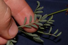 Indigofera capillaris