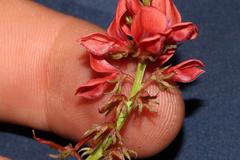 Indigofera capillaris