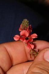 Indigofera capillaris