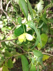 Annona emarginata