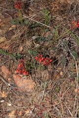 Indigofera capillaris