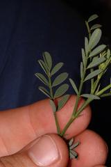 Indigofera capillaris