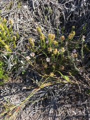 Stilbe overbergensis