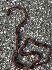 Calliophis intestinalis