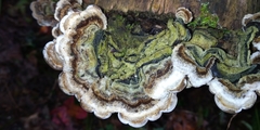 Auricularia mesenterica