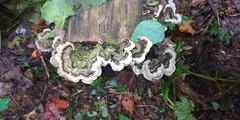 Auricularia mesenterica
