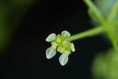 Spananthe paniculata