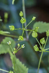 Spananthe paniculata