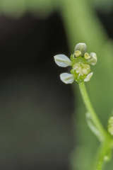 Spananthe paniculata