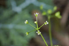 Spananthe paniculata