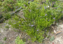 Psoralea laevigata
