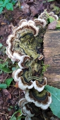 Auricularia mesenterica
