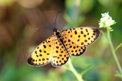 Pardopsis punctatissima