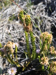 Stilbe overbergensis