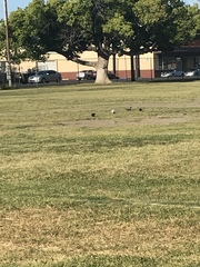 Columba livia