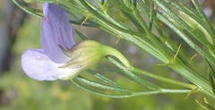 Psoralea laevigata