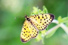 Pardopsis punctatissima