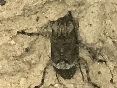 Leptostylus transversus